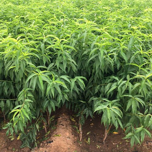 阳山水蜜桃 嫁接桃树苗南北方种植特大果树苗当年结果 - 图0