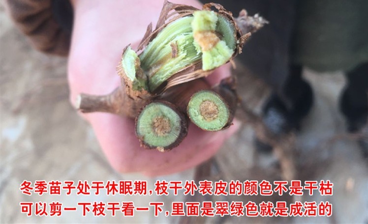 葡萄苗果树树苗盆栽地栽爬藤庭院南方北方种植苗当年结果葡萄树苗 - 图1