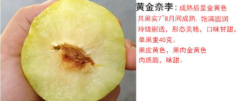 李子树苗 黄金奈李树苗 黄布林恐龙蛋 黑布朗 杏子果树苗当年结果 - 图0