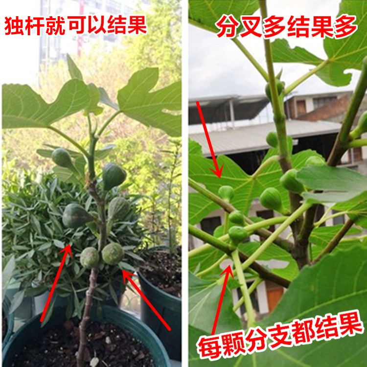 无花果树果苗当年结果特大地栽盆栽无花果苗树苗南方北方种植水果