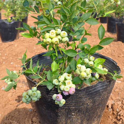 四季蓝莓苗蓝莓树苗盆栽地栽庭院当年结果南方北方种植庭院果树苗 - 图0