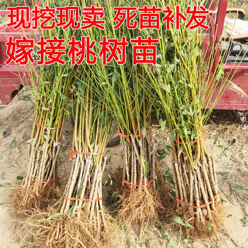 早熟嫁接桃树苗 五月红水蜜桃苗 庭院盆栽果树 水蜜桃子果树苗 - 图1