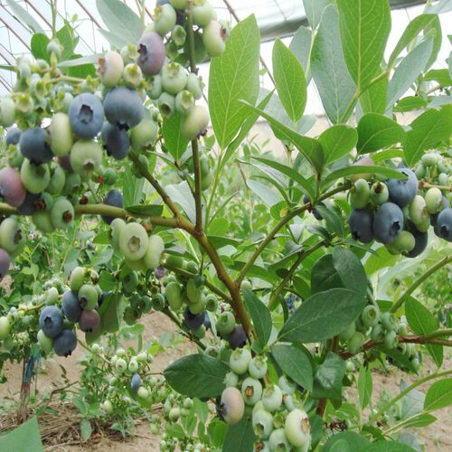 四季蓝莓苗蓝莓树苗盆栽地栽庭院当年结果南方北方种植庭院果树苗 - 图1