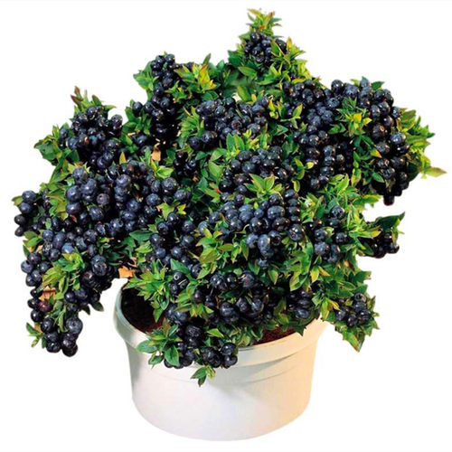 四季蓝莓苗蓝莓树苗盆栽地栽庭院当年结果南方北方种植庭院果树苗 - 图3