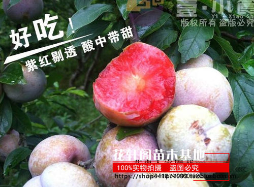 美国恐龙蛋 红心李子树苗 血丝李 新品种嫁接苗南方种植 当年结果 - 图3