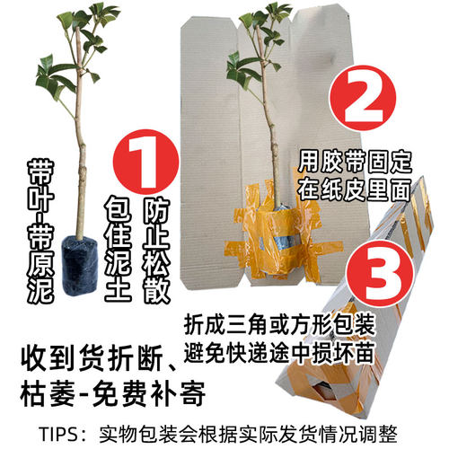 芒果苗树嫁接广西桂七芒果苗四季蜜芒金煌芒盆栽地栽南方果树带土 - 图2
