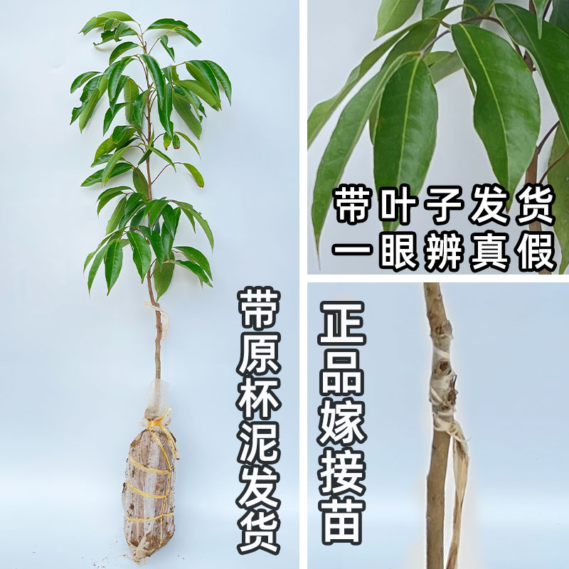 荔枝树苗嫁接仙进奉早熟妃子笑桂味荔枝苗南方庭院盆栽地栽带土-图2