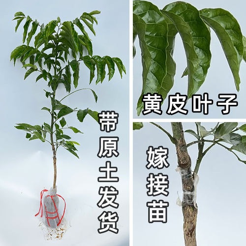 黄皮苗树嫁接贵妃黄皮无核香蜜鸡心黑金刚紫黄皮果树苗带土庭院 - 图2