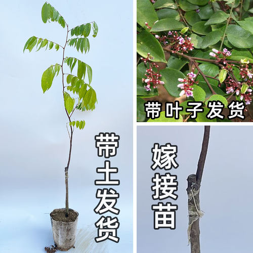 杨桃树苗嫁接四季泰国红杨桃马来西亚台湾甜杨桃地栽盆栽南方果苗 - 图2