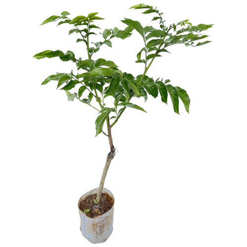 黄皮苗树嫁接贵妃黄皮无核香蜜鸡心黑金刚紫黄皮果树苗带土庭院 - 图3