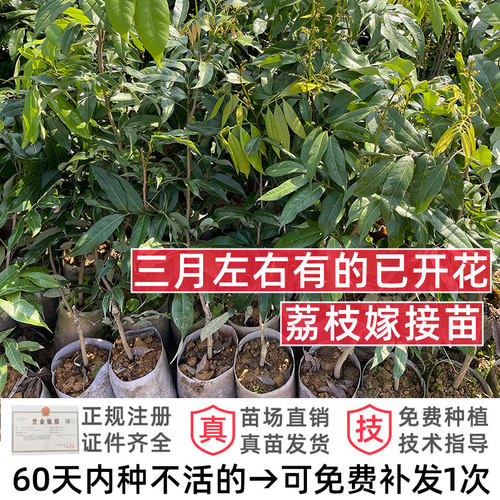 荔枝树苗嫁接仙进奉早熟妃子笑桂味荔枝苗南方庭院盆栽地栽带土 - 图0