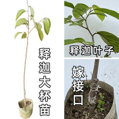 释迦果苗树嫁接台湾凤梨释迦苗特大牛奶释迦番荔枝林檎南方果树苗 - 图2