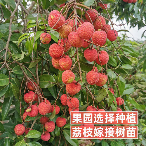 荔枝树苗嫁接仙进奉早熟妃子笑桂味荔枝苗南方庭院盆栽地栽带土 - 图1