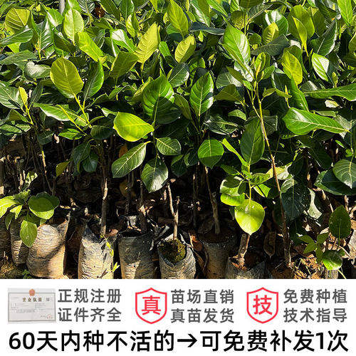 菠萝蜜树树苗嫁接印尼红肉泰国干苞海南四季榴莲蜜木菠萝蜜果树苗 - 图0