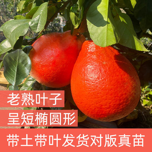 泰国暹罗红柚苗嫁接三红香水红柚容县香妃柚红皮红心红色柚子树苗 - 图0