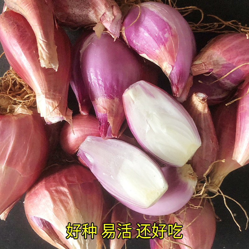 红葱头小葱种子火葱头小香葱种苗四季农家盆栽阳台火葱蔬菜种子_虎窝淘
