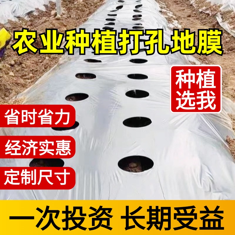 打孔黑地膜塑料薄膜除草保湿蔬菜药材羊肚菌中药种植专用免打孔膜 - 图1