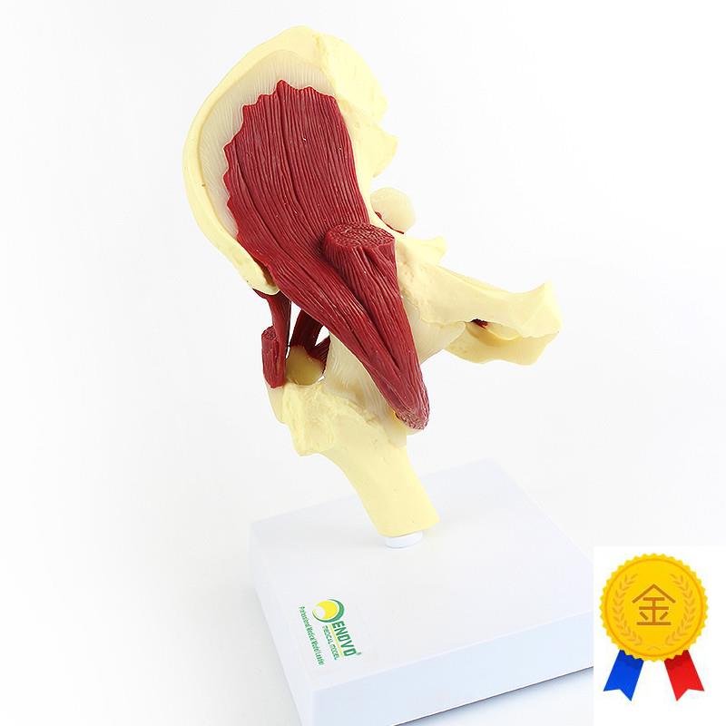 ENOVO颐i诺人体髋关节附肌肉模型关节肌肉运动解剖髋肌 - 图1