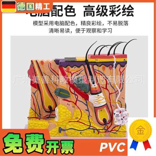 立体皮肤组织结构放大模型层次人体构造分层O解剖模具美容整形毛 - 图2