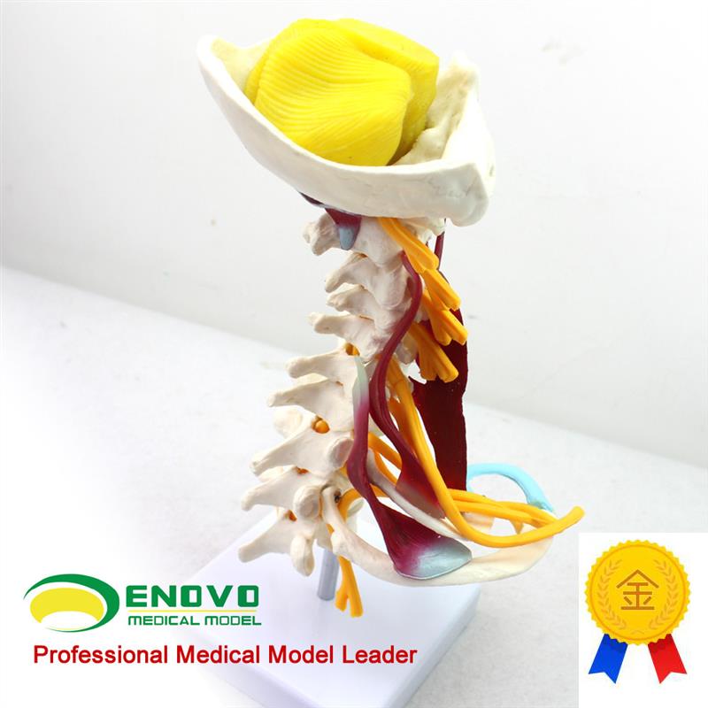 ENOVO颐诺医学人体颈椎模型颈臂丛神I经肌肉模型人体骨骼标本模型 - 图2