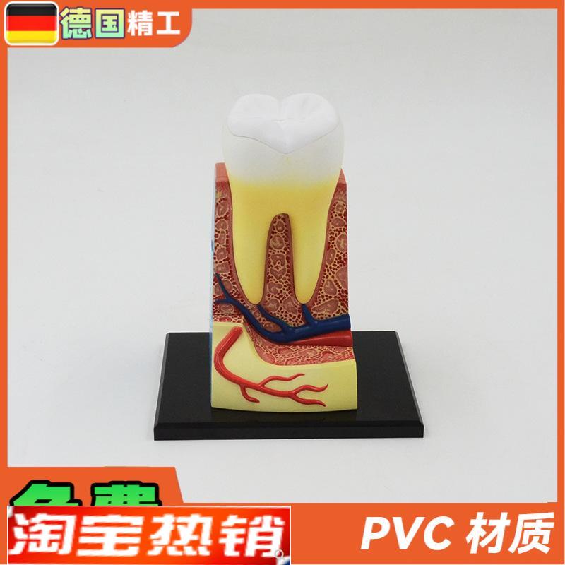 德国】拼装玩具人体牙齿拼装模型 器官解剖模型医学教学DIY科教 - 图0