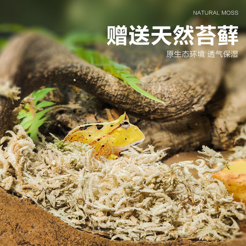 宠物角蛙造景玻璃饲养缸生态环境爬宠缸雨林缸水陆缸景观箱 - 图2