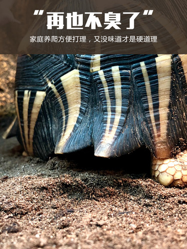 DH雨林地表保湿土壤垫材爬虫陆龟蜥蜴森林地表无菌天然吸味降解 - 图1