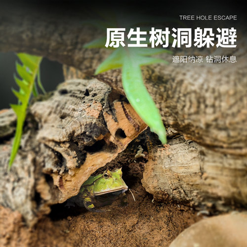 宠物角蛙造景玻璃饲养缸生态环境爬宠缸雨林缸水陆缸景观箱 - 图1