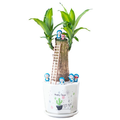 巴西木幸运木植物室内盆栽专用盆土培带芽四季好养办公室桌面绿植 虎窝淘