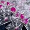 Ice pink cherry blossom gel jelly perilla stone