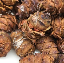 Horsetail Pine Tamatsu Pine Subs Original Taste Pine Nuts Small Delivery Tasquirrel Grain 500g