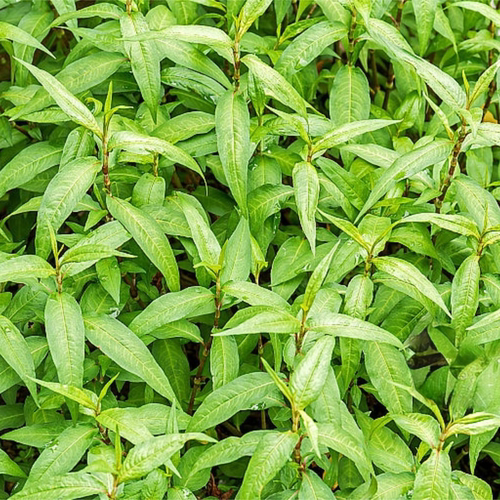 新鲜香柳叶鱼生草叻沙叶香蓼辣蓼草拉萨叶拉莎叶500g鱼生越南香菜 - 图2