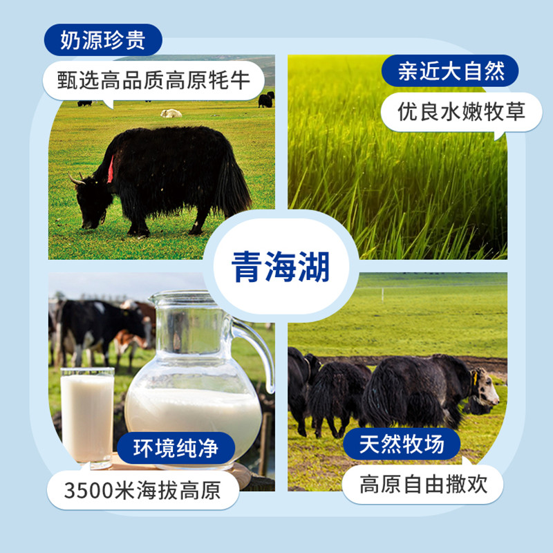 青海湖鲜牛奶230ml*8瓶装营养低温鲜牛奶含15%牦牛奶巴氏杀菌鲜奶 - 图1