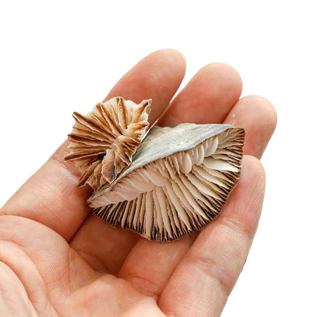 Natural small conch shell bench chrysanthemum sea urchin