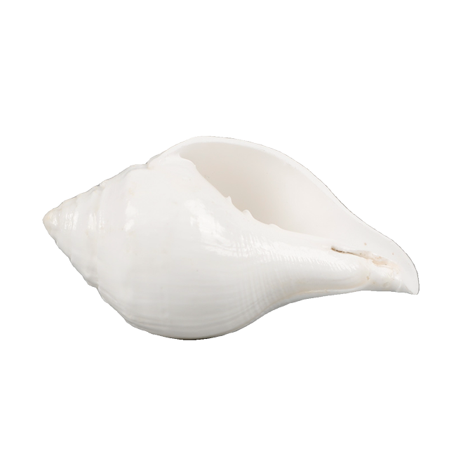 Nepal white conch Tibetan conch offering