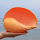 Natural conch ornaments, succulent flower pots, fish tank decorations