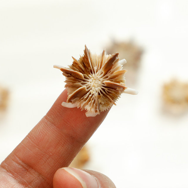 Natural small conch shell bench chrysanthemum sea urchin