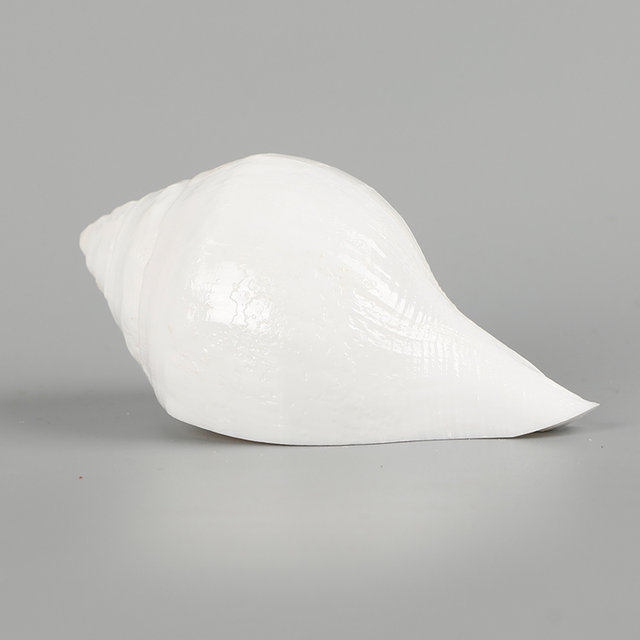 Nepal white conch Tibetan conch offering