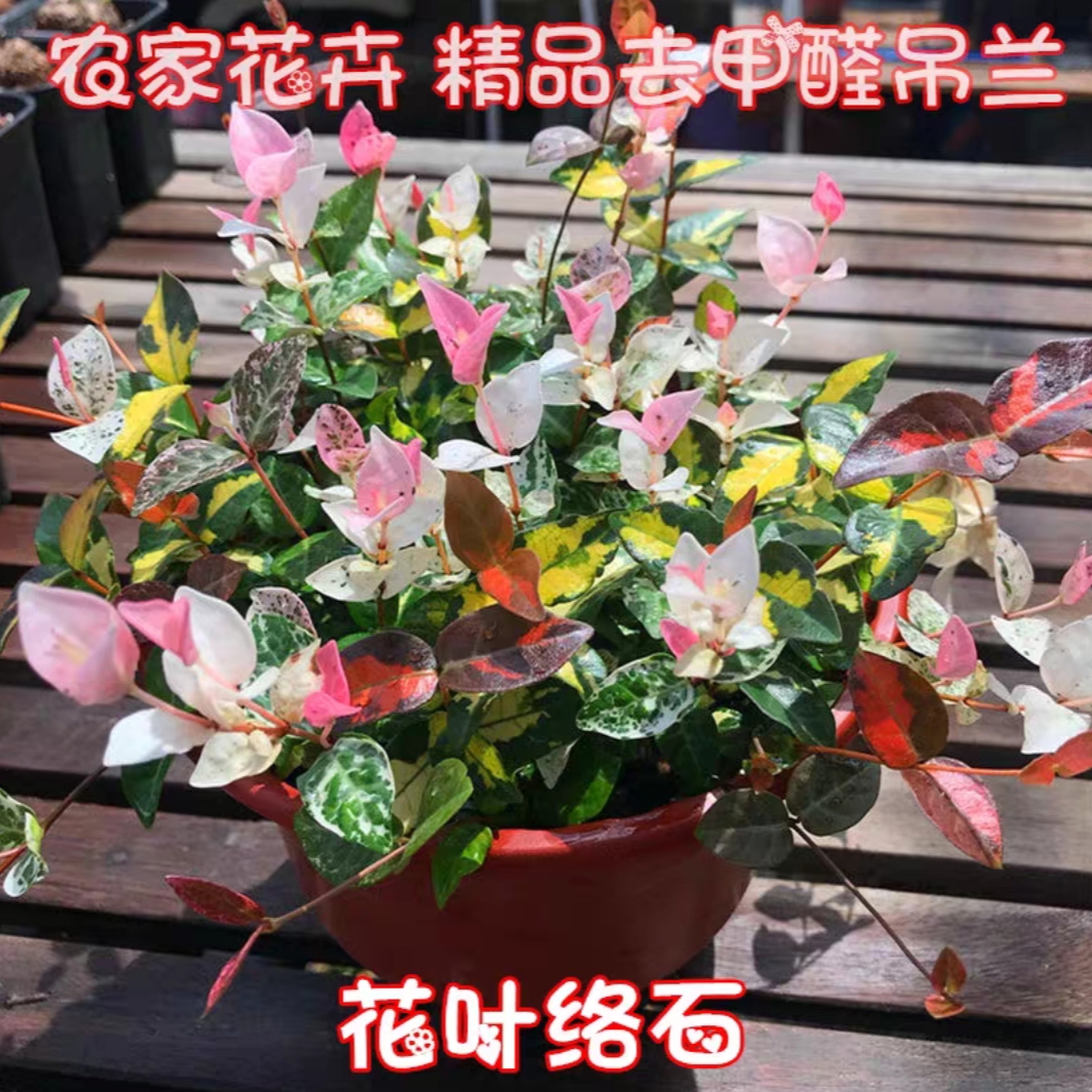 客厅悬挂室外垂吊盆栽花卉常春藤牡丹吊兰室内吸甲醛植物阳台散光-图2