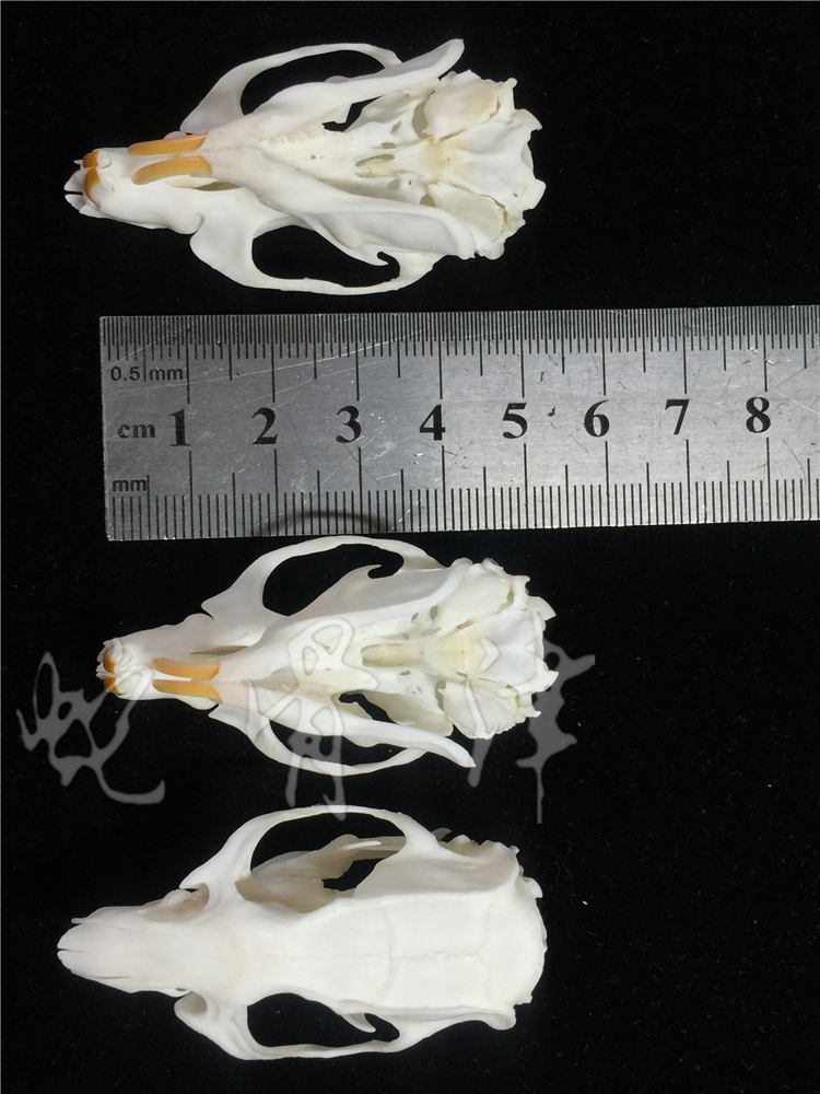 花枝鼠头部骨骼标本大白鼠仓鼠动物头骨蛋白酶配饰装饰手工摆件-图2