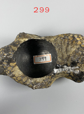 天然珊瑚虫原石蜂巢小花盆烟灰缸