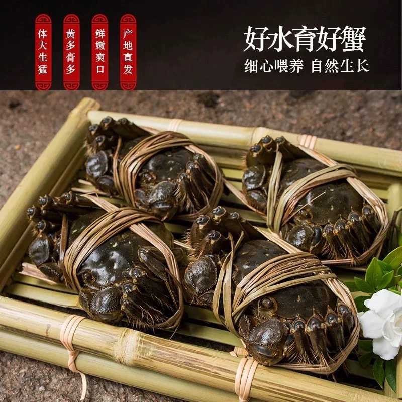 现货苏州官方阳澄精品大闸蟹鲜活特大螃蟹公5.0两母蟹4.0两礼盒装,淘宝优惠券,粉丝福利购,淘宝优惠卷