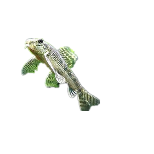 棒花高帆国产原生观赏冷水淡水鱼缸溪流除藻除垃圾底栖鱼 - 图3