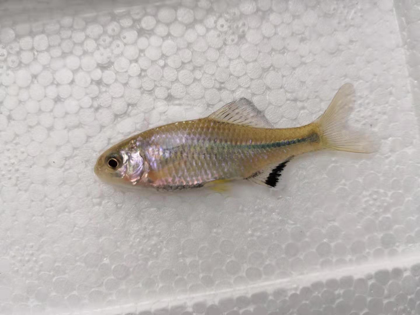 无须鱊黑斑鳑鲏冷水旁皮鱼溪流草缸原生观赏鱼群游鱼 - 图1