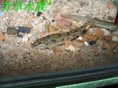 棒花高帆国产原生观赏冷水淡水鱼缸溪流除藻除垃圾底栖鱼 - 图1