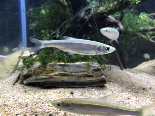 窜条餐条白条黄尾鲴银飘鱼观赏鱼原生翘嘴活体原生冷水活体皮实 - 图1