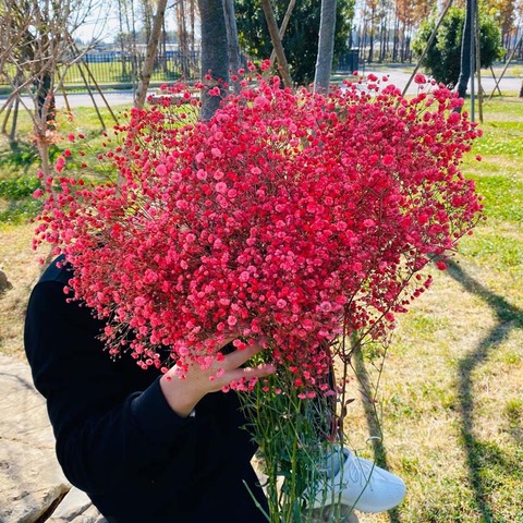 云南干花真花风干满天星超大花束可包装可送人家居摆设客厅永生花