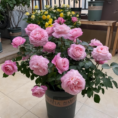 海神王阳台月季花苗大花浓香型庭院地栽丰花月季四季开花耐寒植物 - 图2