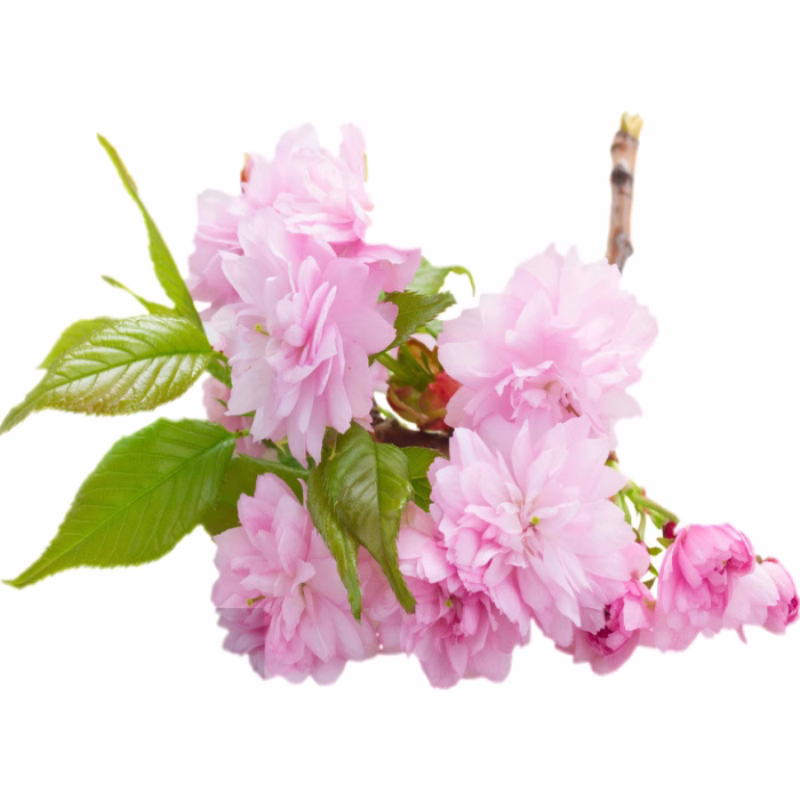 樱花树苗盆栽带花苞园林绿化庭院风景大树苗一年四季开花不断植物 - 图3