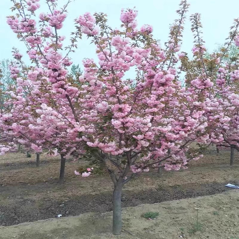 樱花树苗盆栽带花苞园林绿化庭院风景大树苗一年四季开花不断植物 - 图0